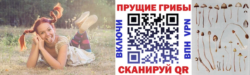 OMG сайт  Муравленко  дарк нет формула  Галлюциногенные грибы Cubensis 